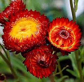 Plant House Helichrysum Red Beautiful Flower Plant With Pot