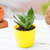 Plant house Live Sansevieria Green Small Decorative Plant With Pot