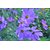 Plant House Live Purple Cosmos Flower Plant With Pot