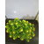 Style UR Home - Artificial Bonsai Tree with Yellow Flowers