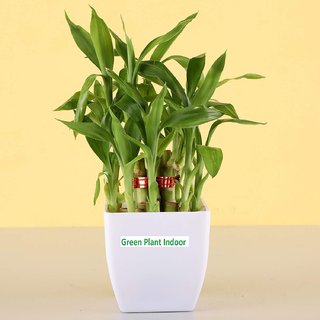                       2 Layer Lucky Bamboo Plants Set of 1 PCS                                              