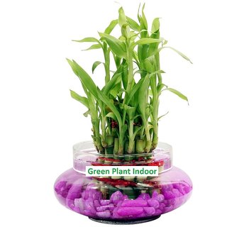                       2 Layer Lucky Bamboo Plants Set of 1 PCS                                              