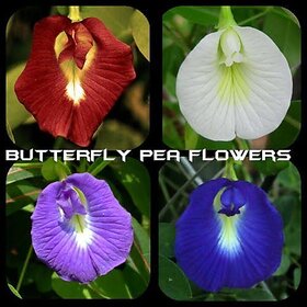 Aprajita Seeds, butterfly Pea  , Clitoria Seeds HYBRID MIX Seeds(Red,Blue,White,Purple) (Pack of 25 Seeds)+ LOWEST PRICE