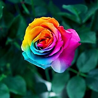 Seeds-5 Rare Beautiful Rainbow Rose - Multicolor Rose - High Quality