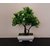 Style UR Home - Artificial Bonsai Tree with White Flowers