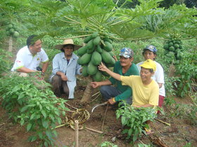 Giant Dwarf bonsai Carica Papaya seeds rare sweet flesh papaya fruit Bg Size (Pack Of 20 seeds) +LOWEST PRICE
