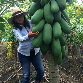BIG SIZE  Dwarf/ bonsai/ VARIETYCarica Papaya seeds rare sweet flesh papaya fruit (Pack Of 20 seeds) +LOWEST PRICE