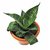 Snake Plant / Sanseveria Plant Dwarf Variety / Air purifier plant , NASA Approved  Best Indoor Plant +LOWEST PRICE!!!