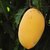 Alphonso Pack of 1 All Seasons Mango Seed