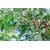Pack of 8 bonsai Tamarind fruit Green Seed By green nursery