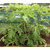 Dwarf bonsai Papaya Wood Black Seed 20