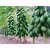 Dwarf bonsai Papaya Wood Black Seed 20