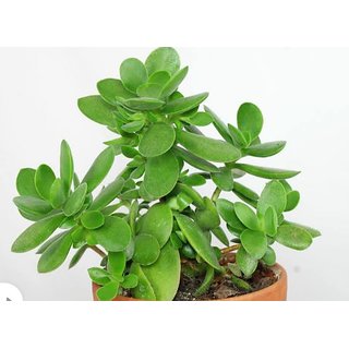Jade Plant Online Shopping Jade Plant Online Shopping
