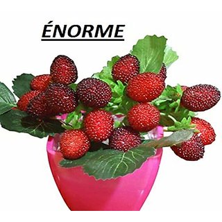 enorme 300pcs fruitful strawberry plants outdoor strawberry tree plants delicious organic fruit plants home garden plants courtyard plant
