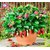 ENORME 300Pcs Fruitful Strawberry Plants Outdoor Strawberry Tree Plants Delicious Organic Fruit Plants Home Garden Plants Courtyard Plant