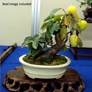 Buy ENORME Roman Edible Mango Seeds, 1 Professional Pack, 200 Seeds/Pack, Deep Red Medium-Sized Mango Online - Get 29% Off Buy ENORME Roman Edible Mango Seeds, 1 Professional Pack, 200 Seeds/Pack, Deep Red Medium-Sized Mango Online - Get 29% Off