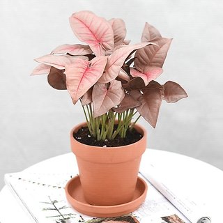 Buy Plant House Live Syngonium Pink Decorative Plant With Pot Healthy Plant Online Get 75 Off Unusual foliage color evergreen variegated other: plant house live syngonium pink decorative plant with pot healthy plant
