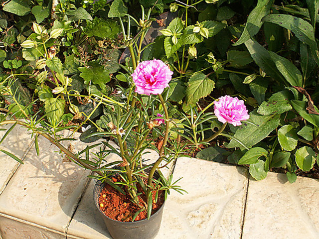 Buy Plant House Live 9 O Clock Pink White Portulaca Decorative Flower Plant Outdoor Plant Online Get 84 Off