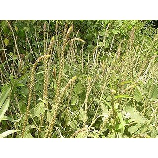 Buy Plant House Live Apamarga Medicinal Plant With Pot Healthy Plant Online 999 From Shopclues Cлушайте онлайн и cкачивайте песню best ayurvedic plant apamarga tantra benefits of grade 1 ayurvedic plant haridra terminellia chebula tree health benefits trifala usefulness odia. plant house live apamarga medicinal plant with pot healthy plant