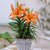 Plant House Live OrangeLily Decorative Beautiful Flower Plant With Pot - Outdoor Plant