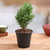 Plant House Live Juniper Decorative Plant With Pot - Healthy Plant