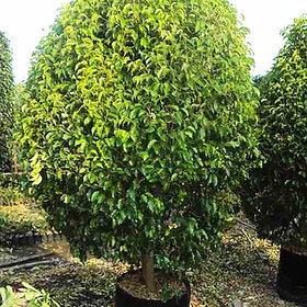 Plant House Live Nuda Ficus Air Purifier Plant With Pot - Decorative Plant