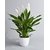 Plant House Live White Peace Lily Plant With Pot - Decorative Plant