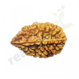 ORIGINAL 2 Mukhi Rudraksha / TWO Face Rudraksha , 2 Mukhi Rudraksha Lab Certified