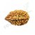 ORIGINAL 2 Mukhi Rudraksha / TWO Face Rudraksha , 2 Mukhi Rudraksha Lab Certified