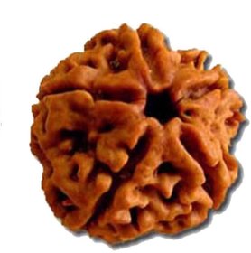 5 Mukhi (Face) Rudraksha Indonesia Java with Certificate of quality