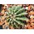 Plant House Live Notocactus roseoluteus Round Cactus Plant With Pot