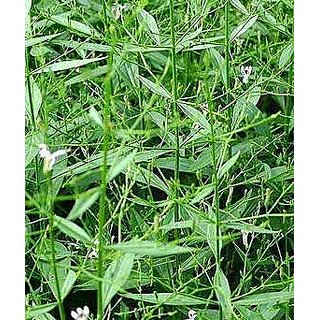 Kapebonavista andrographis paniculata six month plant, bhuinimba, green chirayta