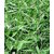 Kapebonavista andrographis paniculata six month plant, bhuinimba, green chirayta