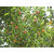 Kapebonavista spanish cherry one year plant, maulsari, mimusops elengi