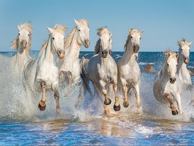 Style UR Home - White Seven Horses running on Water - 12 x 18