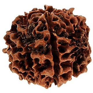 Kesar Zems Wooden Panch Mukhi - Nepali Rudraksh Bead (3.5 cm x 3.5 cm x 3.5 cm Brown) Kesar Zems Wooden Panch Mukhi - Nepali Rudraksh Bead (3.5 cm x 3.5 cm x 3.5 cm Brown)