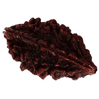 Kesar Zems Wooden Do Mukhi - Nepali Rudraksh Bead (3.5 cm x 3 cm x 2 cm Brown). Kesar Zems Wooden Do Mukhi - Nepali Rudraksh Bead (3.5 cm x 3 cm x 2 cm Brown).