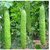 15 Seeds of High Yield Bitter Gourd Pali F1 Hybrid Green Long for Terrace Balcony Kitchen Poly House Gardening