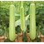Connifer  BOTTLE GOURD LONG ORGANIC F1 HYBRID SEEDS (LIVE GREEN) (pack of 15 Seeds)