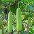 Connifer  BOTTLE GOURD LONG ORGANIC F1 HYBRID SEEDS (LIVE GREEN) (pack of 15 Seeds)