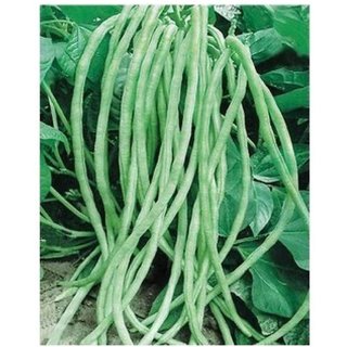                       Connifer Lobiya Cowpea/long bean Super Selection - 50 Seeds                                              