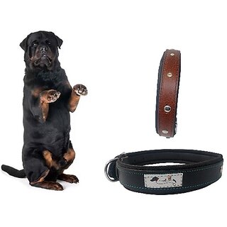                      faux leather Dog Collar  adjustable Neck 12 to 15 inch Belt For Small Dogs Black and Tan combo pack of 2                                              