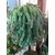 Plant House Live Donkey Succulent Cactus Plant With Pot - Decorative Plant