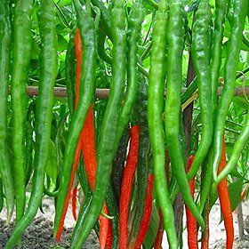 FC F-1 Hybrid Pusa Jawla  Green Chilli Seeds For Balcony/Kitchen Garden With 100 gram Manure