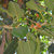 ficus benghalensis Plant