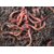 Kapebonavista Indian Organic Growth Booster For Gardening Plants 2kg