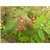 Kapebonavista patala garuda 4 month old sapling plants (rauvolfia serpentina)