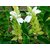 Kapebonavista hill mango seven month plant, green commiphora, from guggul family