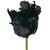 Dillenia Indica Three Year Plant Elephant Apple