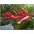 Kapebonavista red sandalwood six month old sapling plants, red sanders - pterocarpus santalnus